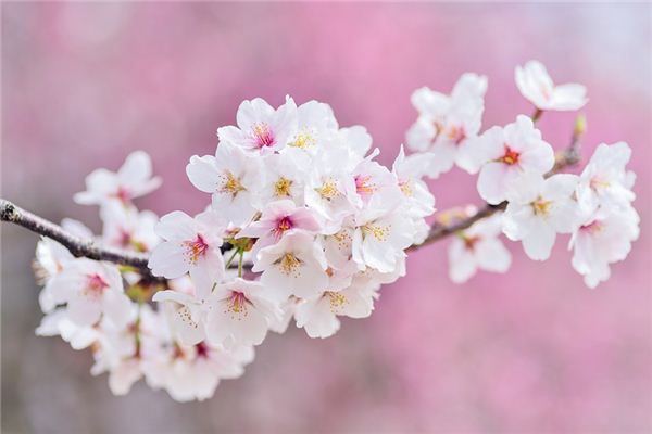 梦见樱花是什么意思