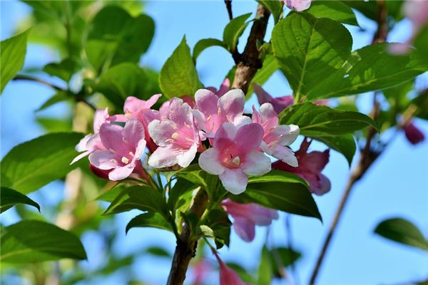 梦见茉莉花是什么意思