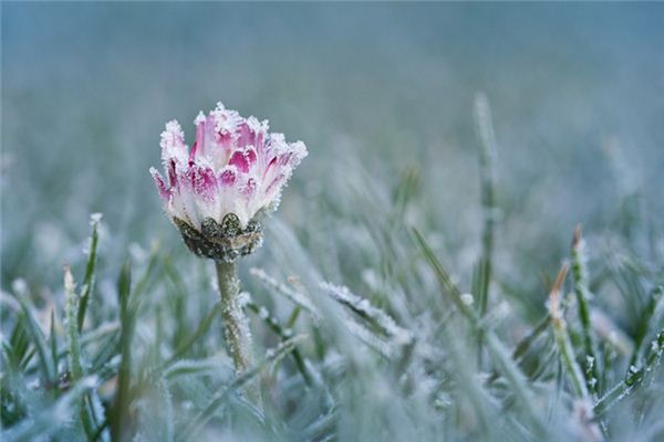 梦见雪中开花是什么意思