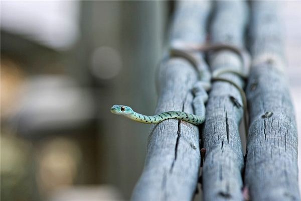 梦见捉蛇是什么意思