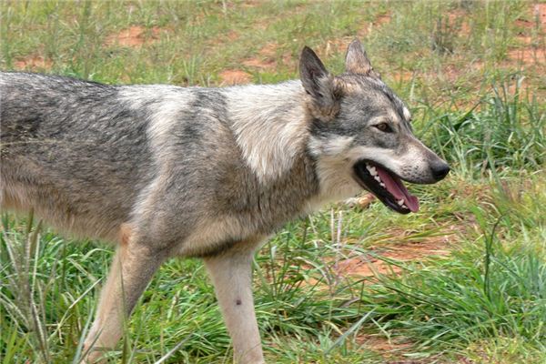 梦见狂犬病是什么意思