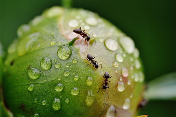 梦见蚂蚁搬家是什么意思