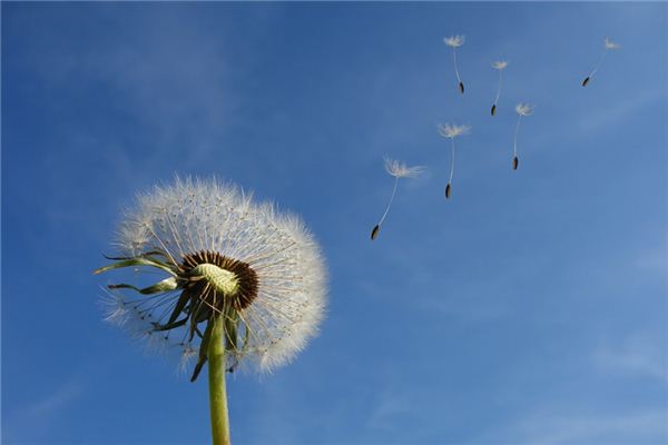 梦见和风是什么意思